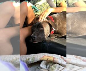 Pudge - Male American Staffordshire Terrier-Labrador Retriever Mix Dog for Adoption - Photo #2