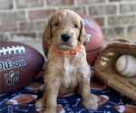 Puppy Copper Goldendoodle