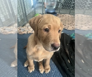 Labrador Retriever Puppy for sale in N CHESTERFLD, VA, USA