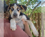 Small #4 Australian Shepherd-German Shepherd Dog Mix