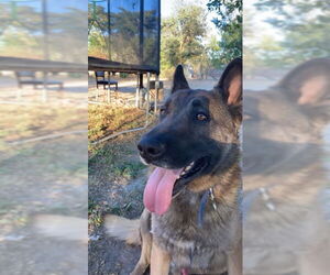 German Shepherd Dog Dogs for adoption in Woodland, CA, USA