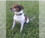 Small Photo #2 Rat Terrier-Unknown Mix Puppy For Sale in Oakhurst, NJ, USA
