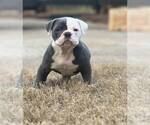 Small Photo #1 Olde English Bulldogge Puppy For Sale in MANSFIELD, GA, USA