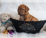 Small Photo #4 Dogue de Bordeaux Puppy For Sale in FOWLERVILLE, MI, USA