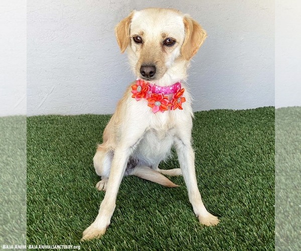 Medium Photo #4 Mutt Puppy For Sale in San Diego, CA, USA