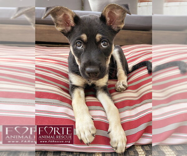 Medium Photo #2 German Shepherd Dog-Unknown Mix Puppy For Sale in Marina del Rey, CA, USA