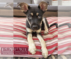 Alice - Female German Shepherd Dog-Unknown Mix Dog for Adoption - Photo #2
