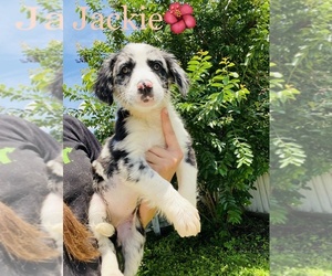 Border Collie Puppy for sale in COOKEVILLE, TN, USA