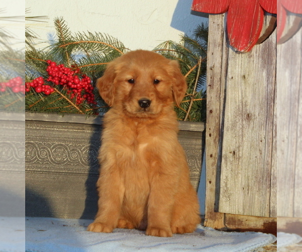 Medium Photo #1 Golden Retriever Puppy For Sale in CHRISTIANA, PA, USA