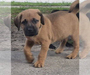 Labrador Retriever-Unknown Mix Dogs for adoption in The Woodlands, TX, USA