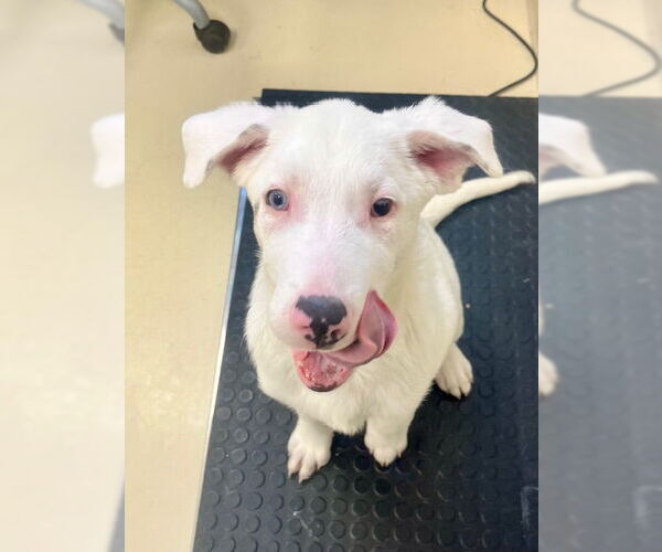 Medium Photo #1 Mutt Puppy For Sale in Webster, WI, USA