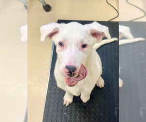 Mutt Dogs for adoption in Webster, WI, USA