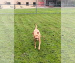 Small #9 American Staffordshire Terrier Mix