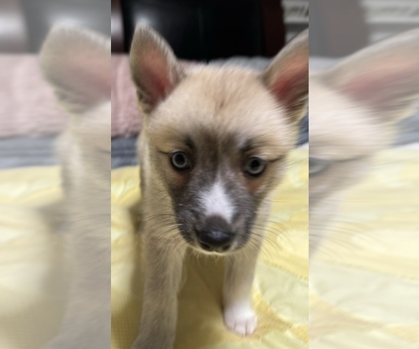 Medium Photo #49 Pomsky Puppy For Sale in LOVELAND, CO, USA