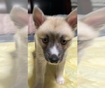 Small #48 Pomsky
