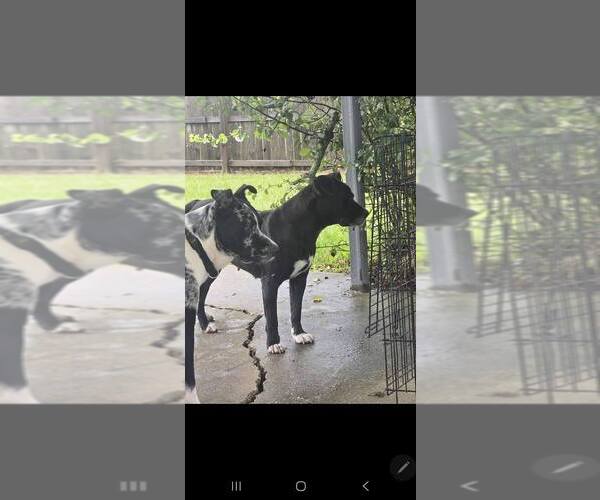 Medium Photo #3 Mutt Puppy For Sale in Abbeville, LA, USA