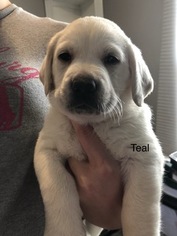 Labrador Retriever Puppy for sale in CINCINNATI, OH, USA