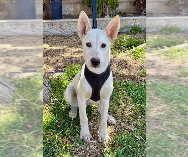 Medium Photo #12 German Shepherd Dog-Unknown Mix Puppy For Sale in San Diego, CA, USA
