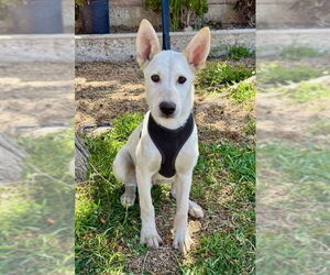GURU - Male German Shepherd Dog-Unknown Mix Dog for Adoption - Photo #12