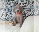 Puppy Meko Weimaraner