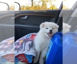 Small #6 American Eskimo Dog