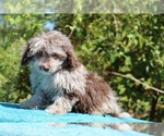 Small #10 ShihPoo