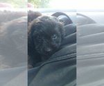 Small Photo #4 Aussiedoodle Puppy For Sale in SPENCER, TN, USA