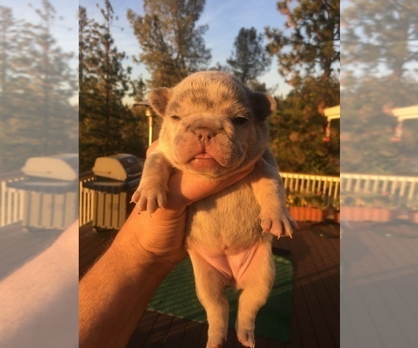 Medium Photo #15 French Bulldog Puppy For Sale in PLACERVILLE, CA, USA