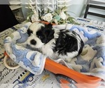 Puppy Black and white Shih Tzu