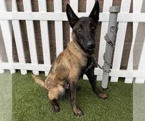 Mutt Dogs for adoption in Modesto, CA, USA