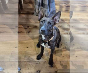 Shollie Dogs for adoption in Bandera, TX, USA