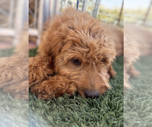 Medium Photo #7 Goldendoodle-Poodle (Toy) Mix Puppy For Sale in MENIFEE, CA, USA