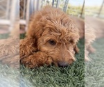Small #6 Goldendoodle-Poodle (Toy) Mix