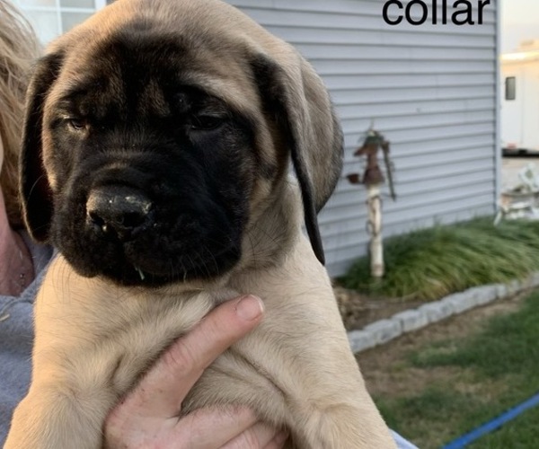 Medium Photo #3 Mastiff Puppy For Sale in SHELBYVILLE, IN, USA