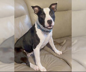 Mutt Dogs for adoption in Lake Wylie, SC, USA