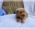 Small #3 Golden Retriever