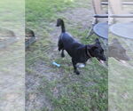 Small #6 Collie-Labrador Retriever Mix