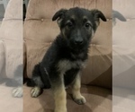 Puppy 4 German Shepherd Dog