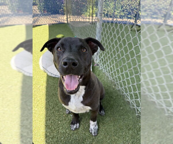 Medium Photo #2 Mutt Puppy For Sale in Chula Vista, CA, USA