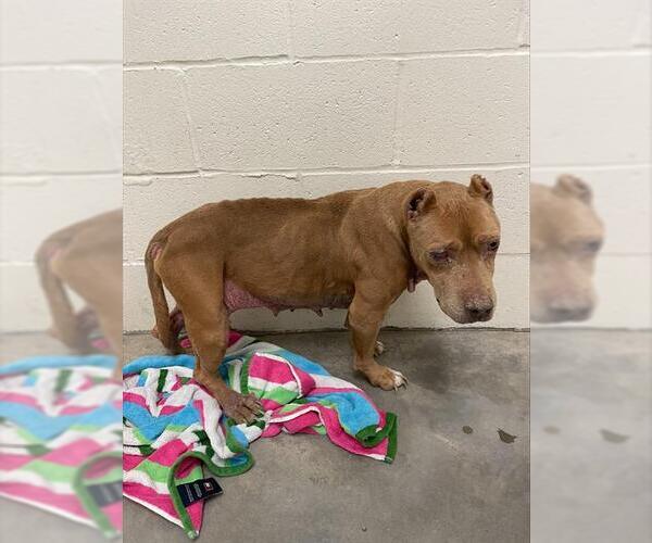 Medium Photo #1 Bulldog Puppy For Sale in Rosenberg, TX, USA