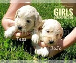 Small Photo #3 Goldendoodle Puppy For Sale in CEDAR GAP, MO, USA