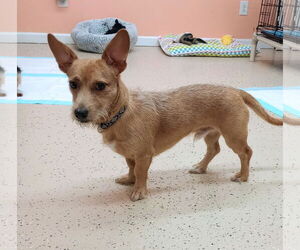 Dachshund-Unknown Mix Dogs for adoption in York, SC, USA