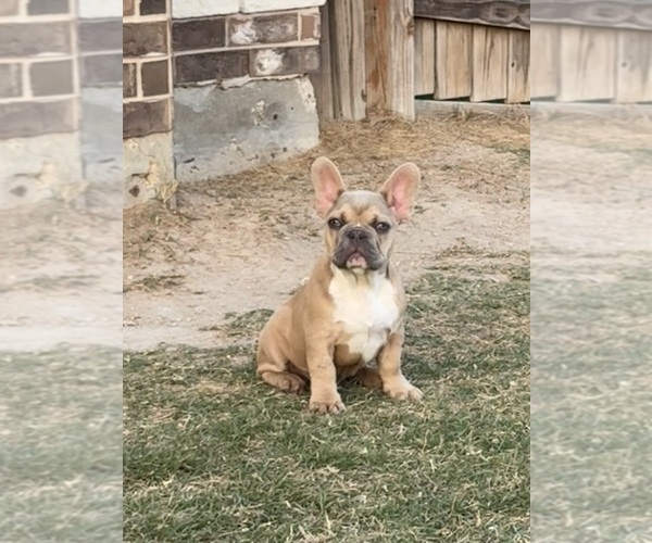 Medium Photo #6 French Bulldog Puppy For Sale in TEMPLE, TX, USA