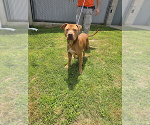 Shiloh - Male Mutt Dog for Adoption - Photo #5