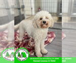 Small Poochon