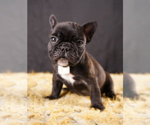 French Bulldog Puppy for sale in AGOURA HILLS, CA, USA