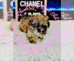 Small #9 Shih Tzu
