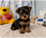 Small #4 Yorkshire Terrier