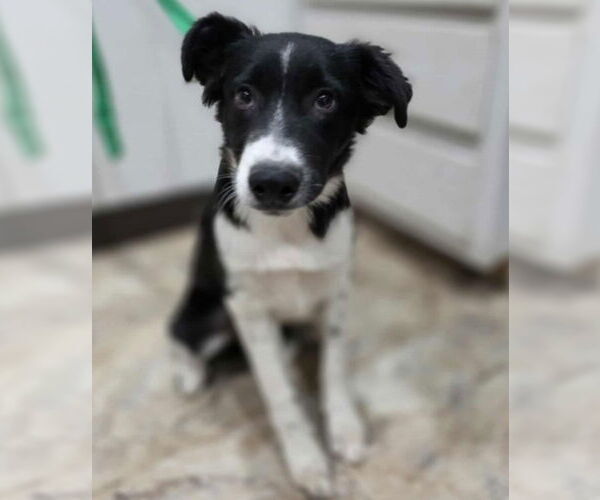 Medium Photo #2 Border Collie-Unknown Mix Puppy For Sale in Lakewood, CO, USA