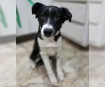 Small #1 Border Collie Mix